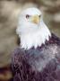 Portrait Of A Bald Eagle by Fogstock Llc Limited Edition Print