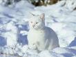 White Cat In Winter Snow by Alan And Sandy Carey Limited Edition Print