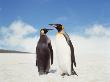Penguins, South Georgia, Near Cape Horn by Volvox Limited Edition Print