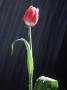 Red Tulip In The Rain by Ted Wilcox Limited Edition Pricing Art Print