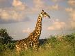 Giraffe, Kruger National Park, South Africa by Walter Bibikow Limited Edition Print