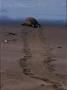 Elephant Seal Going Toward The Ocean, Ca by Harry Walker Limited Edition Print