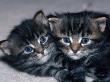 Two Four-Week-Old Maine Coon Kittens by Tony Ruta Limited Edition Print