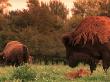 American Bison & Calf by Donald Higgs Limited Edition Print
