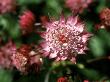 Astrantia Hadspen Blood, Close-Up Of Wine Red/Purple Flower by David Askham Limited Edition Print