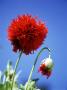 Papaver Orientale (Oriental Poppy) by David Askham Limited Edition Print