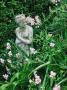 Statue (Woman), Lathyrus Latifolius In Cottage Garden, Surrey by Rex Butcher Limited Edition Print