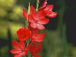 Schizostylis Coccinea Kaffir Lily by Bob Challinor Limited Edition Pricing Art Print