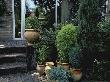 Wooden Steps And Brick Patio With Conifers Containers Des, Koelmeyer Bros by Henk Dijkman Limited Edition Print