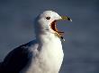 Ring-Billed Gull Squawking By The Ocean by Fogstock Llc Limited Edition Print