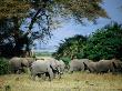 African Elephants (Loxodonta Africana), Lake Naivasha, Rift Valley, Kenya by Greg Elms Limited Edition Print