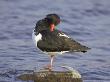 Oystercatcher, Adult Preening, Scotland by Mark Hamblin Limited Edition Pricing Art Print