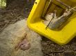 Brushtail Opossum, Caught In Trap, New Zealand by Tobias Bernhard Limited Edition Print