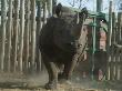 White Rhinoceros In A Pen by Beverly Joubert Limited Edition Print