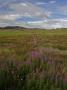 Rosebay Willowherb, En Masse In Fields Near Glenshee, Uk by Bob Gibbons Limited Edition Print