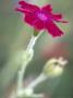 Lychnis Coronaria (Rose Campion), Close-Up Of Magenta Flower by Hemant Jariwala Limited Edition Print