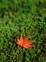 Fallen Red Japanese Maple Leaf On Green Groundcover by Martine Mouchy Limited Edition Print