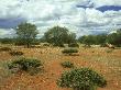 Mulga Trees, Rangeland South Of Mount Magnet, Western Australia by Michael Fogden Limited Edition Pricing Art Print