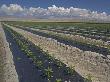 Extensive Irrigated Cultivation Of Sweet Peppers In Southern Central Valley Near Mecca, Usa by Bob Gibbons Limited Edition Print