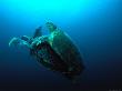 Green Turtles Mating At A Dive Site Off Pulau Sipadan, Known As Turtle Patch by Dave Levitt Limited Edition Print