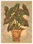 Elephant Ear Palm by Shari White Limited Edition Print