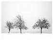 Silhouettes Of Winter Ii by Ilona Wellmann Limited Edition Print