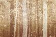 Forest Mist by Pela & Silverman Limited Edition Print