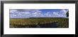 Reflection Of Tall Grass And Cloud In Water, Everglades National Park, Florida, Usa by Panoramic Images Limited Edition Print