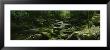 River Running Through A Forest, Cosby Creek, Great Smoky Mountains National Park, Tennessee, Usa by Panoramic Images Limited Edition Print