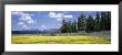 Wildflowers In A Field, Fremont National Forest, Lakeview, Oregon, Usa by Panoramic Images Limited Edition Print
