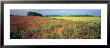 Flowers In A Field, Bath, England by Panoramic Images Limited Edition Pricing Art Print