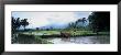 Farmer And Oxen Plowing A Rice Paddy Field, Bali, Indonesia by Panoramic Images Limited Edition Print