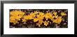 Yellow Crocuses by Panoramic Images Limited Edition Print