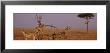 Two Cheetahs In The Wild, Africa by Panoramic Images Limited Edition Print