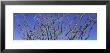 Cactus, Ocotillo by Panoramic Images Limited Edition Pricing Art Print