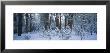 Snow Covered Plants In The Forest by Panoramic Images Limited Edition Print