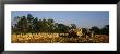 Two People Harvesting Tobacco, Winchester, Kentucky, Usa by Panoramic Images Limited Edition Print