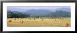 Hay Bales In A Field, Murphy, North Carolina, Usa by Panoramic Images Limited Edition Print