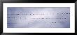 Flock Of Birds Sitting On Power Line, California, Usa by Panoramic Images Limited Edition Pricing Art Print