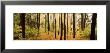 Trees In A Forest, Chestnut Ridge Park, Orchard Park, New York State, Usa by Panoramic Images Limited Edition Print