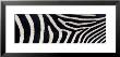 Greveys Zebra Stripes by Panoramic Images Limited Edition Pricing Art Print