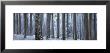 Sunlight Passing Through Trees In The Forest, South Bohemia, Czech Republic by Panoramic Images Limited Edition Pricing Art Print