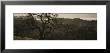 Oak Tree On A Hill, Henry W Coe State Park, California, Usa by Panoramic Images Limited Edition Pricing Art Print