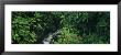 Waterfall In A Rainforest, Hamakua Coast, Hawaii, Usa by Panoramic Images Limited Edition Print