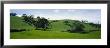 Trees In A Landscape, California, Usa by Panoramic Images Limited Edition Pricing Art Print
