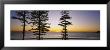 Silhouette Of Trees At Dawn, Manly Beach, Sydney, New South Wales, Australia by Panoramic Images Limited Edition Print