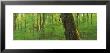 Trees In A Forest, Hoosier National Forest, Indiana, Usa by Panoramic Images Limited Edition Print