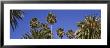 Palm Trees, Santa Monica, Los Angeles County, California, Usa by Panoramic Images Limited Edition Print
