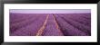 Rows Of Blossoms In A Field, France by Panoramic Images Limited Edition Pricing Art Print