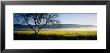 Fog Over Crops In A Field, Napa Valley, California, Usa by Panoramic Images Limited Edition Print